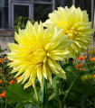 Jiřinka Kenemerland žlutá - Dahlia - hlízy jiřinky - 1 ks