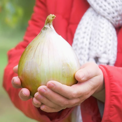 Cibule obrovská Kelsae - Allium cepa - semena cibule - 100 ks