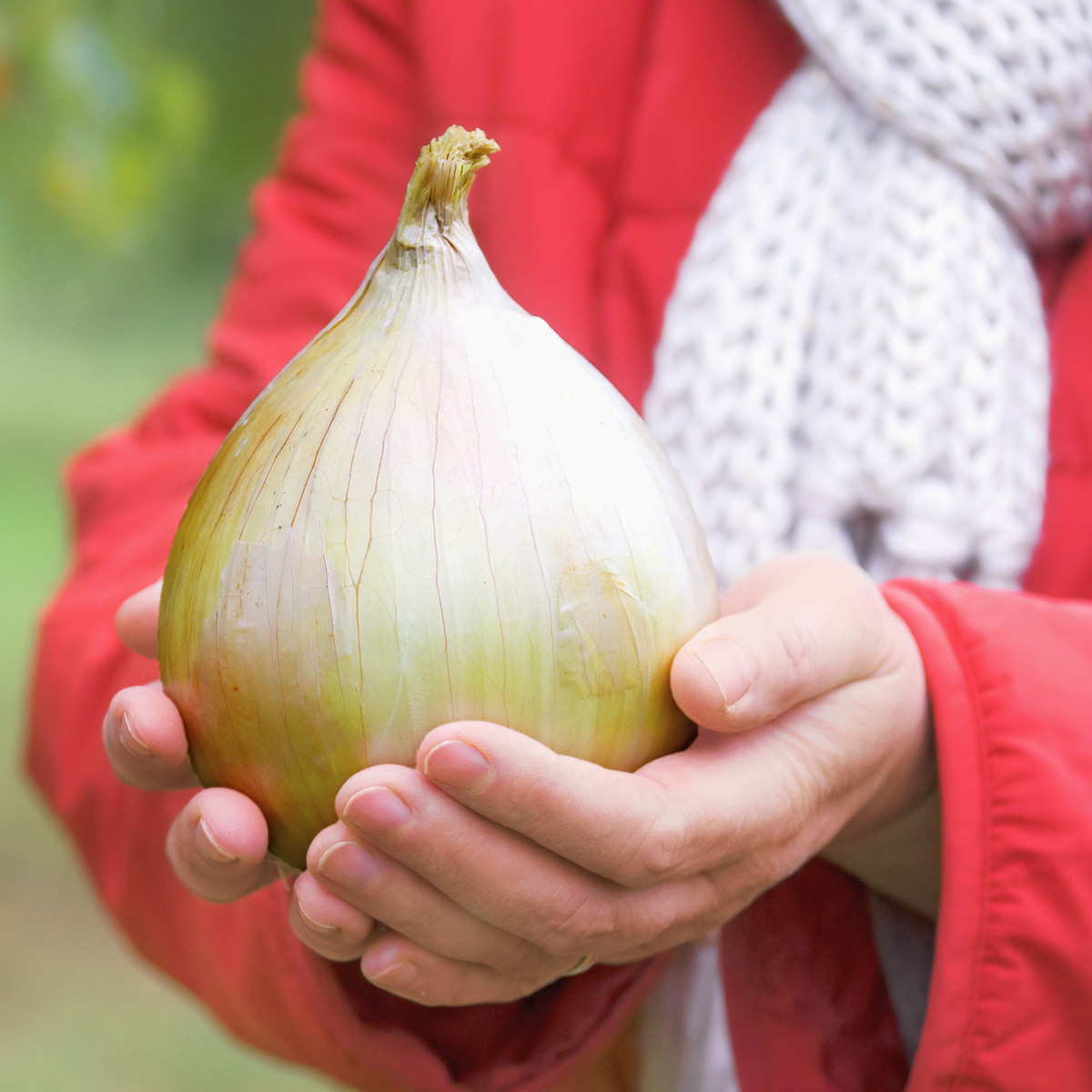 Cibule obrovská Kelsae - Allium cepa - semena cibule - 100 ks