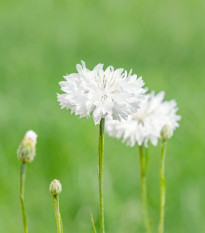 Chrpa luční bílá - Centaurea cyanus - semena chrpy - 45 ks
