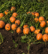 Mrkev kulatá k rychlení Pariser Markt 4 - Daucus carota - semena mrkve - 500 ks