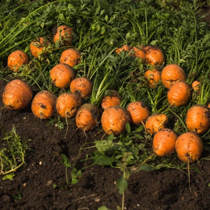 Mrkev kulatá k rychlení Pariser Markt 4 - Daucus carota - semena mrkve - 500 ks