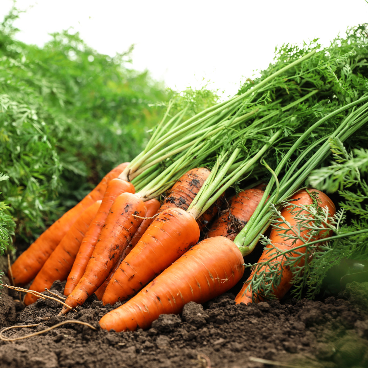 Mrkev pozdní Maxima F1 - Daucus carota - semena mrkve - 900 ks