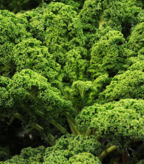 Kadeřávek Lerchenzungen - Brassica oleracea L. - semena kadeřávku - 150 ks