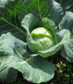 Zelí hlávkové pozdní Holt - Brassica oleracea - semena zelí - 200 ks