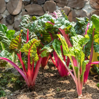 Mangold řapíkatý růžový - Beta vulgaris - semena mangoldu - 50 ks