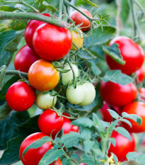Rajče balkónové Balkonstar - Solanum lycopersicum - semena rajčete - 10 ks