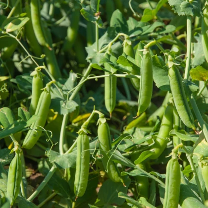 BIO Hrách cukrový Norli - Pisum sativum - bio semena hrachu - 75 ks
