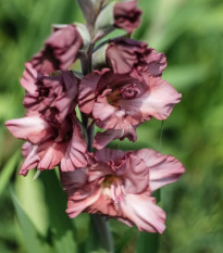 Gladiol čokoládový - Gladiolus - hlízy mečíku - 3 ks