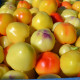Rajčatová paprika Nagykuti - Capsicum annuum - semena - 7 ks