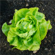BIO Salát hlávkový máslový Sylvesta - Lactuca sativa - bio semena salátu - 100 ks