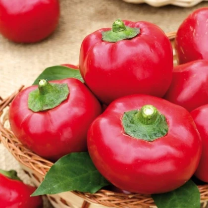 Rajčatová paprika Topgirl - Capsicum annuum - semena - 7 ks