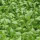 BIO Špenát setý - Spinacia oleracen L. - semena bio osiv - 12 gr 
