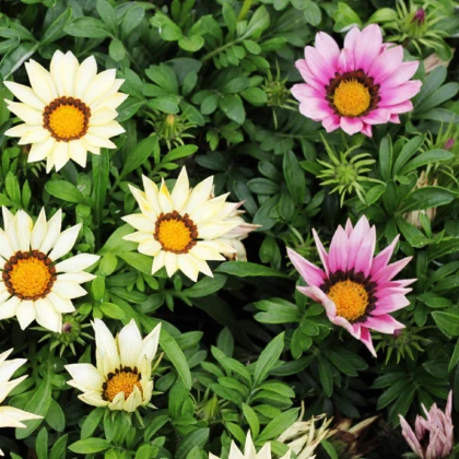 Gazánie zářivá směs - Gazania rigens mix - semena gazánie - 50 ks
