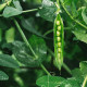 BIO Hrách dřeňový Malý Rheinland - Pisum sativa - bio semena hrachu - 45 ks