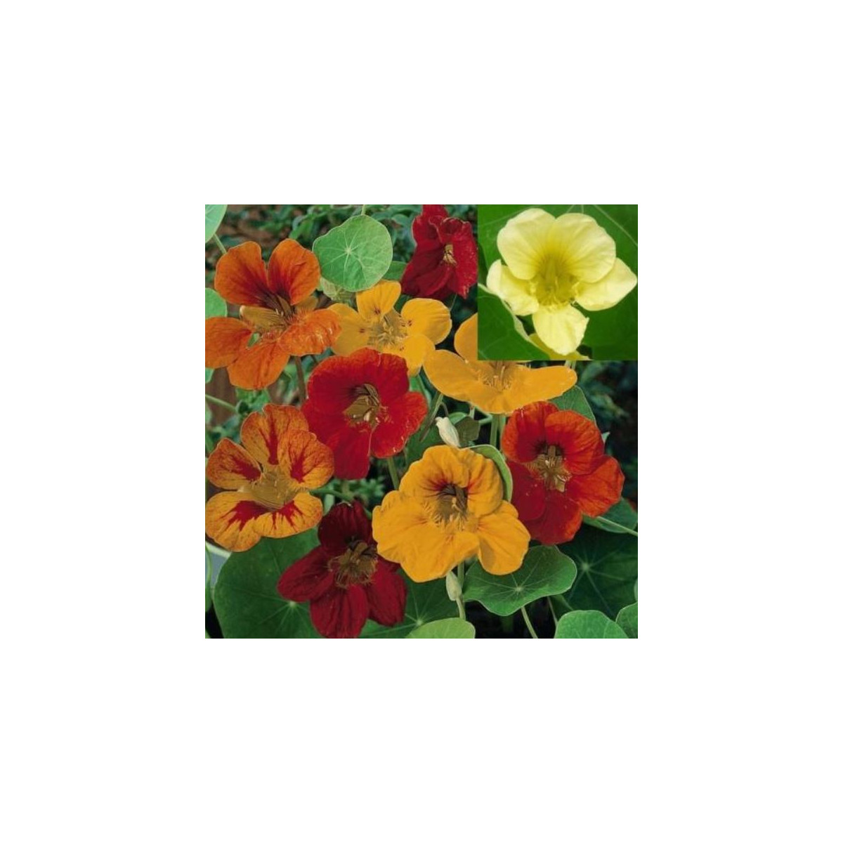 Lichořeřišnice větší Lobbianum směs - Tropaeolum majus - semena lichořeřišnice - 10 ks