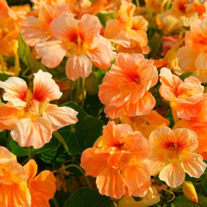 Lichořeřišnice nízká Tip Top Apricot - Kapucínka - Tropaeolum minus - semena lichořeřišnice - 12 ks