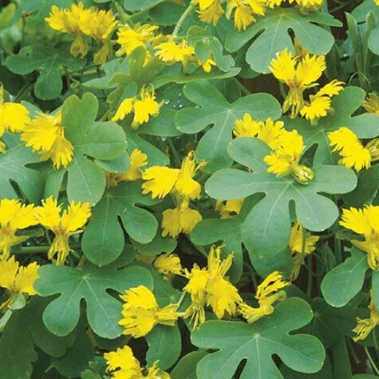 Lichořeřišnice vysoká kanárská - Kapucínka - Tropaeolum peregrinum - semena lichořeřišnice - 10 ks