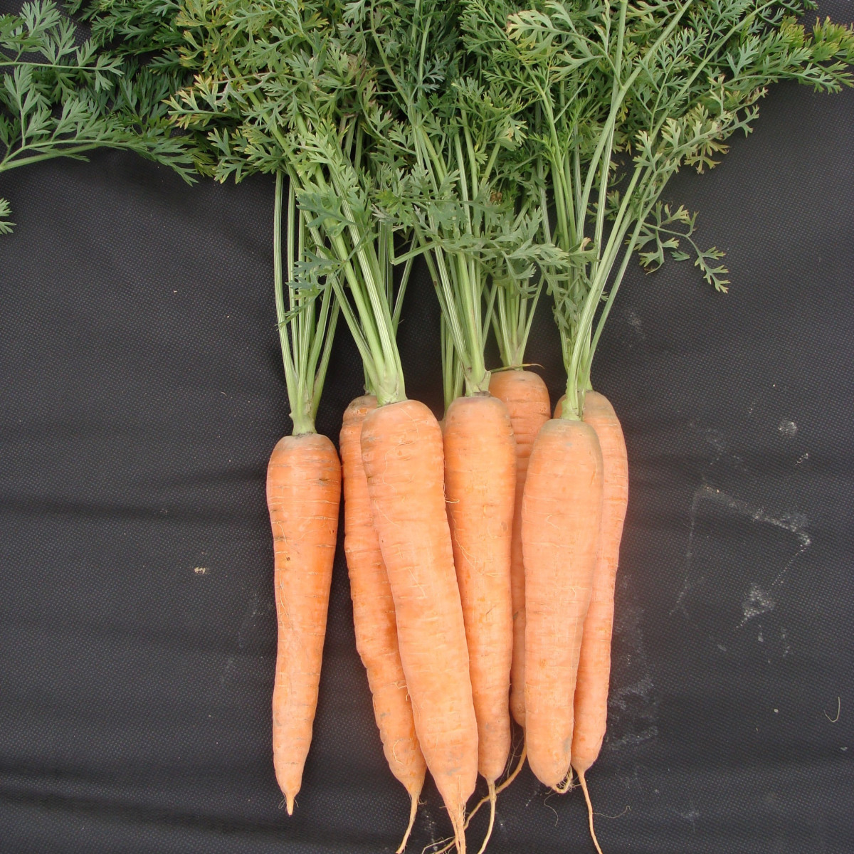 Mrkev pozdní Tinga - Daucus carota - semena mrkve - 900 ks