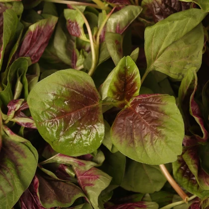 Laskavec trojbarevný červený - Amaranthus tricolor - semena laskavce - 270 ks