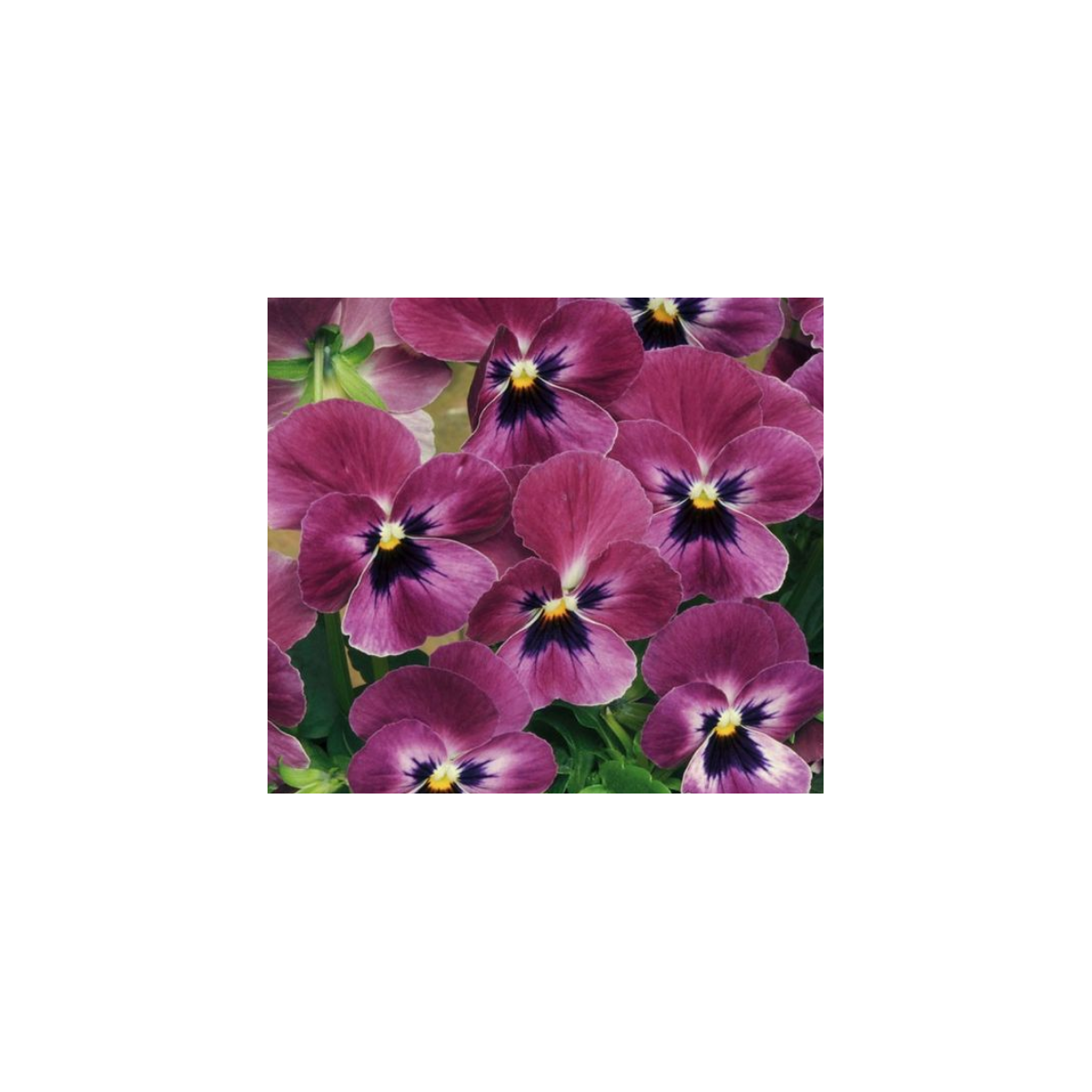 Violka rohatá Sorbet Carmine - Viola cornuta - semena violky - 20 ks