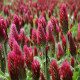 Девическа детелина – Trifolium incarnatum – семена от детелина – 150 бр.