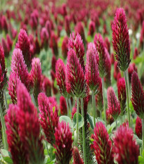 Девическа детелина – Trifolium incarnatum – семена от детелина – 150 бр.