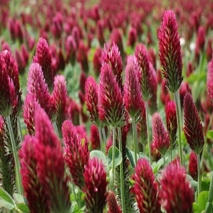 Девическа детелина – Trifolium incarnatum – семена от детелина – 150 бр.