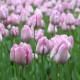 Tulipán Candy Prince - Tulipa - cibule tulipánu - 3 ks