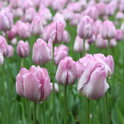 Tulipán Candy Prince - Tulipa - cibule tulipánu - 3 ks