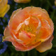 Tulipán Charming Lady - Tulipa - cibule tulipánu - 3 ks
