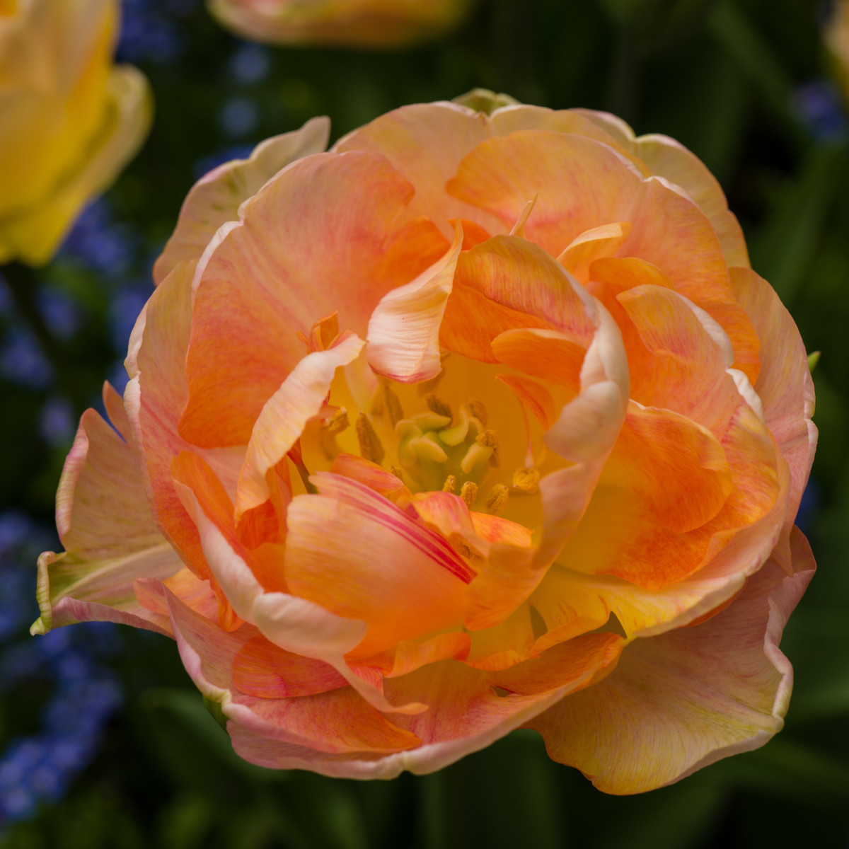 Tulipán Charming Lady - Tulipa - cibule tulipánu - 3 ks