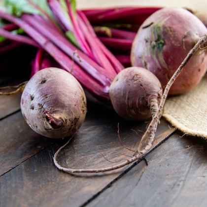 BIO Řepa salátová Chioggia - Beta vulgaris - bio semena řepy - 40 ks