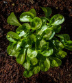 BIO Kozlíček polníček Vít - Vallerianella locusta - bio semena kozlíčku - 100 ks