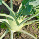 BIO Kedluben obří Superschmelz - Brassica oleracea - bio semena kedlubnu - 50 ks