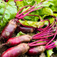 BIO Řepa salátová Foniro - Beta vulgaris - bio semena řepy - 100 ks