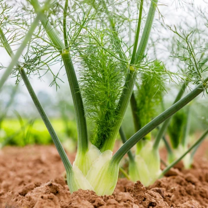 BIO Fenykl bulvový Selma - Foeniculum vulgare - bio semena fenyklu - 50 ks