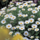 Kopretina balkonová Snowland - Chrysanthemum paludosum - semena kopretiny - 50 ks