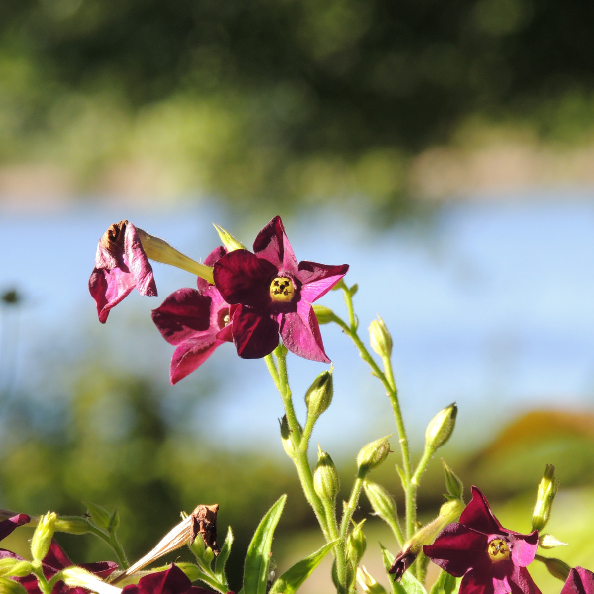 Tabák okrasný vonící Deep purple F1 - Nicotiana - semena tabáku - 50 ks