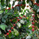 Арабика „Хималая“ – Coffea arabica – семена от кафе – 15 бр.