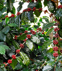 Арабика „Хималая“ – Coffea arabica – семена от кафе – 15 бр.