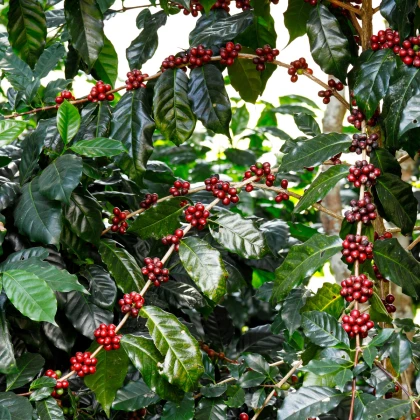 Арабика „Хималая“ – Coffea arabica – семена от кафе – 15 бр.
