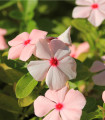 Barvínek Apricot F1 - Catharanthus - semena barvínku - 30 ks