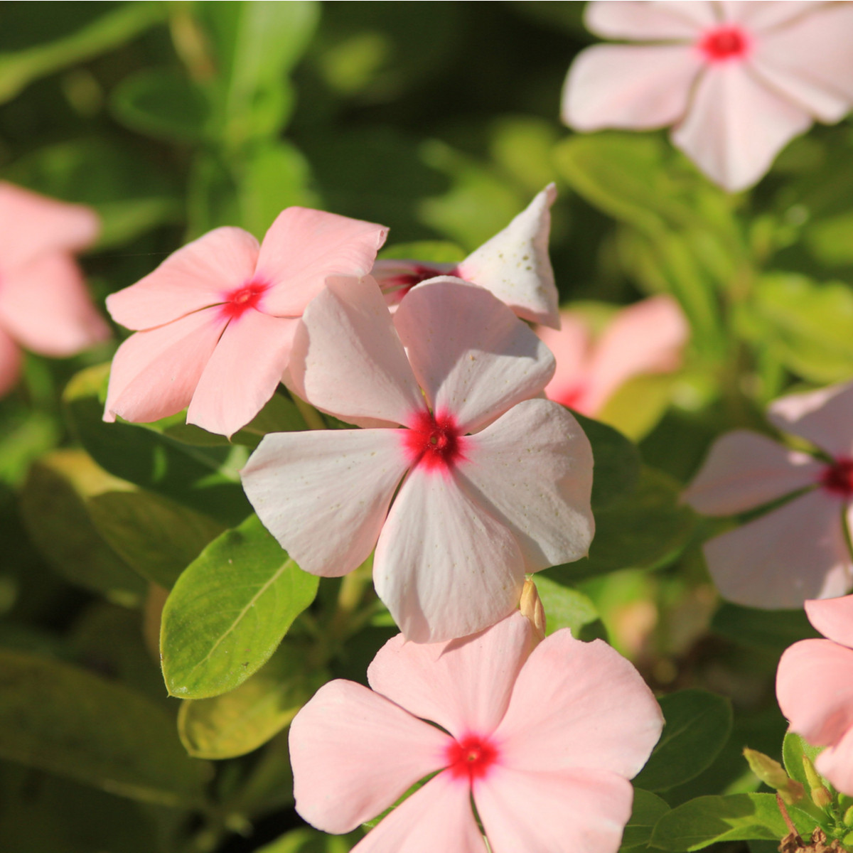 Barvínek Apricot F1 - Catharanthus - semena barvínku - 30 ks