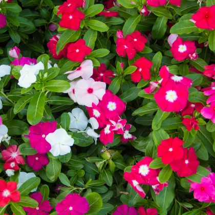 Barvínek Mix F1 - Catharanthus - semena barvínku - 30 ks