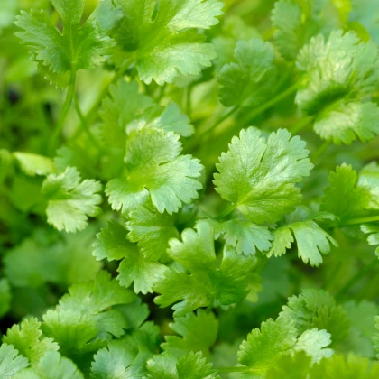 BIO Koriandr setý Caribe - Coriandrum sativum - bio semena koriandru - 50 ks