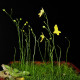 Bublinatka šídlovitá - Utricularia subulata - semena bublinatky - 15 ks