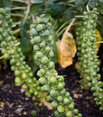 Kapusta růžičková Groninger - Brassica oleracea - semena kapusty - 50 ks