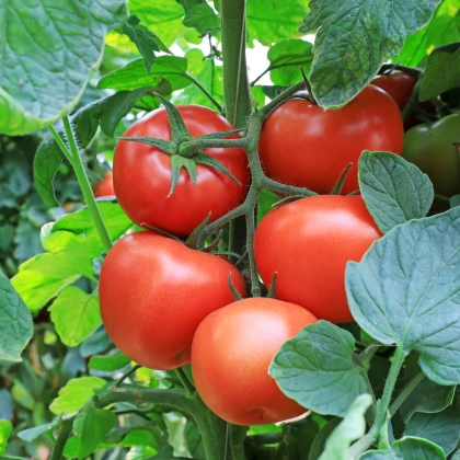 Rajče Tornado F1 - Solanum lycopersicum - semena rajčete - 20 ks