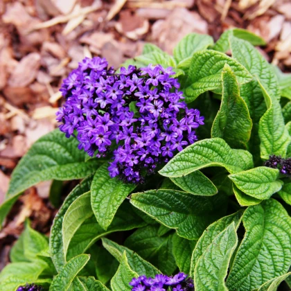 Otočník stromovitý Marine - Heliotropium arborescens - semena otočníku - 40 ks